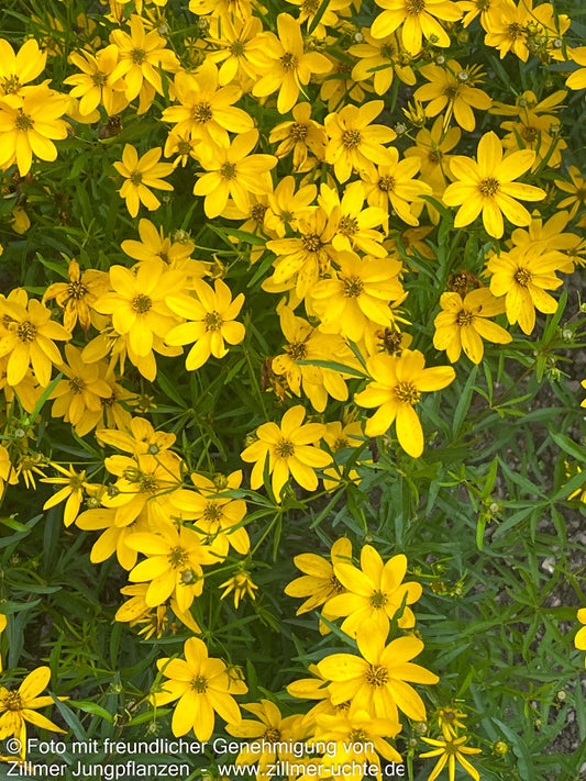 Mädchenauge 'El Dorado' (Coreopsis verticillata)