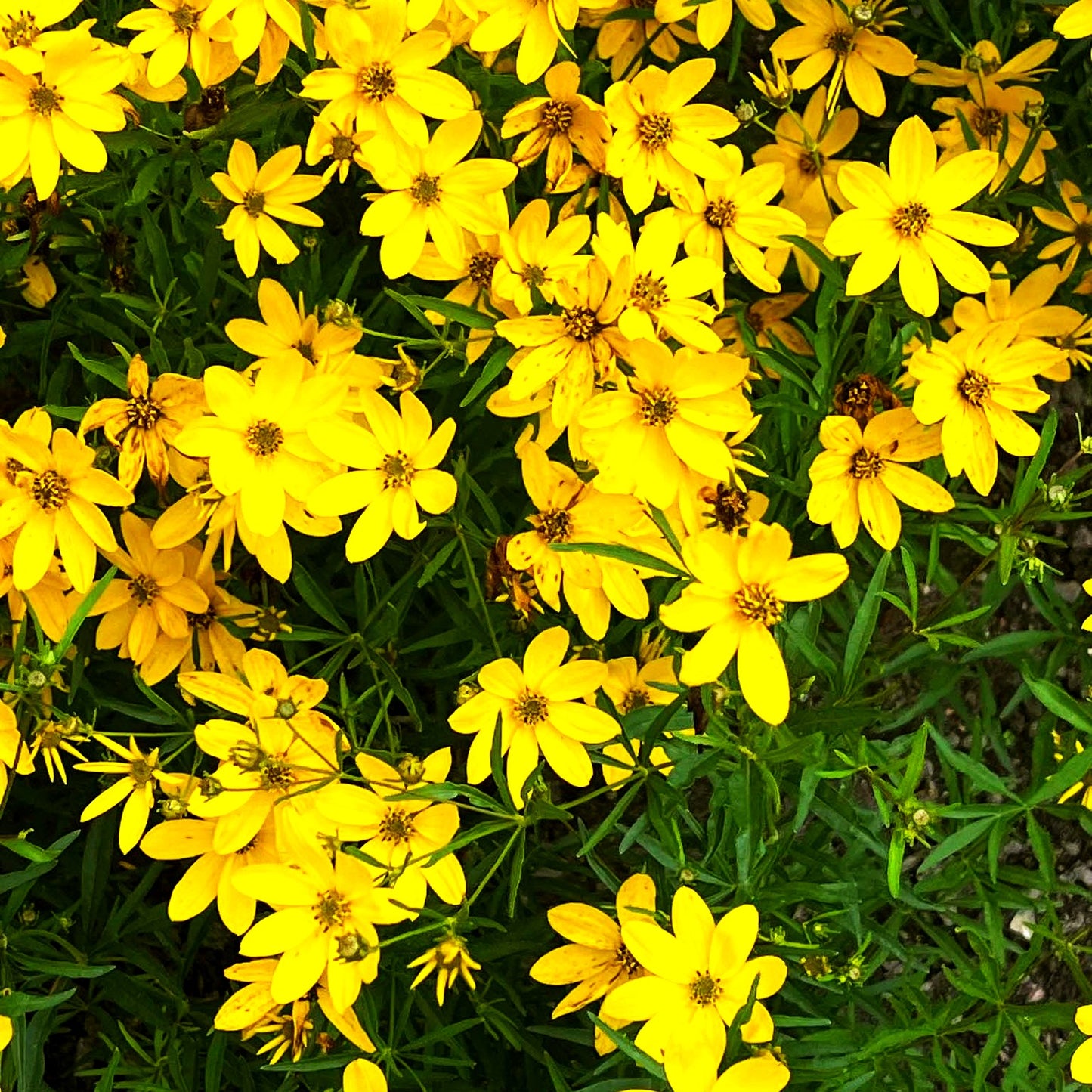 Mädchenauge 'El Dorado' (Coreopsis verticillata)