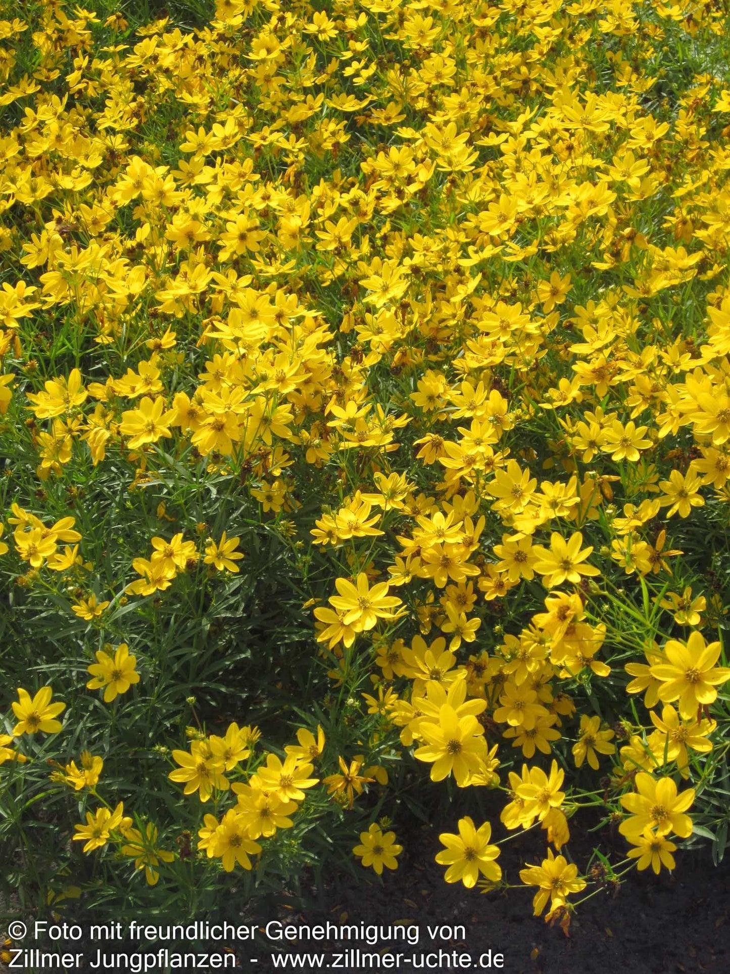 Mädchenauge 'El Dorado' (Coreopsis verticillata)