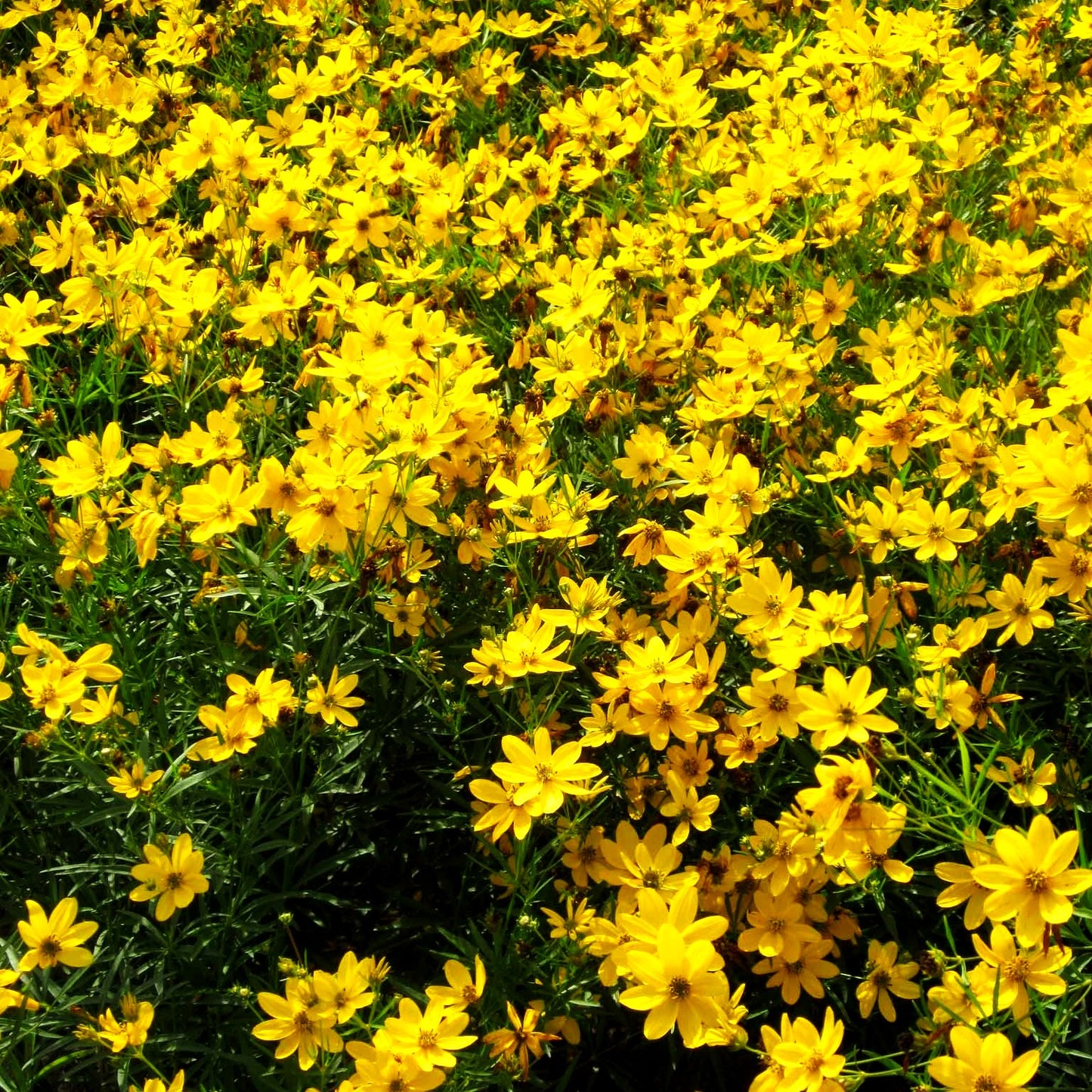 Mädchenauge 'El Dorado' (Coreopsis verticillata)
