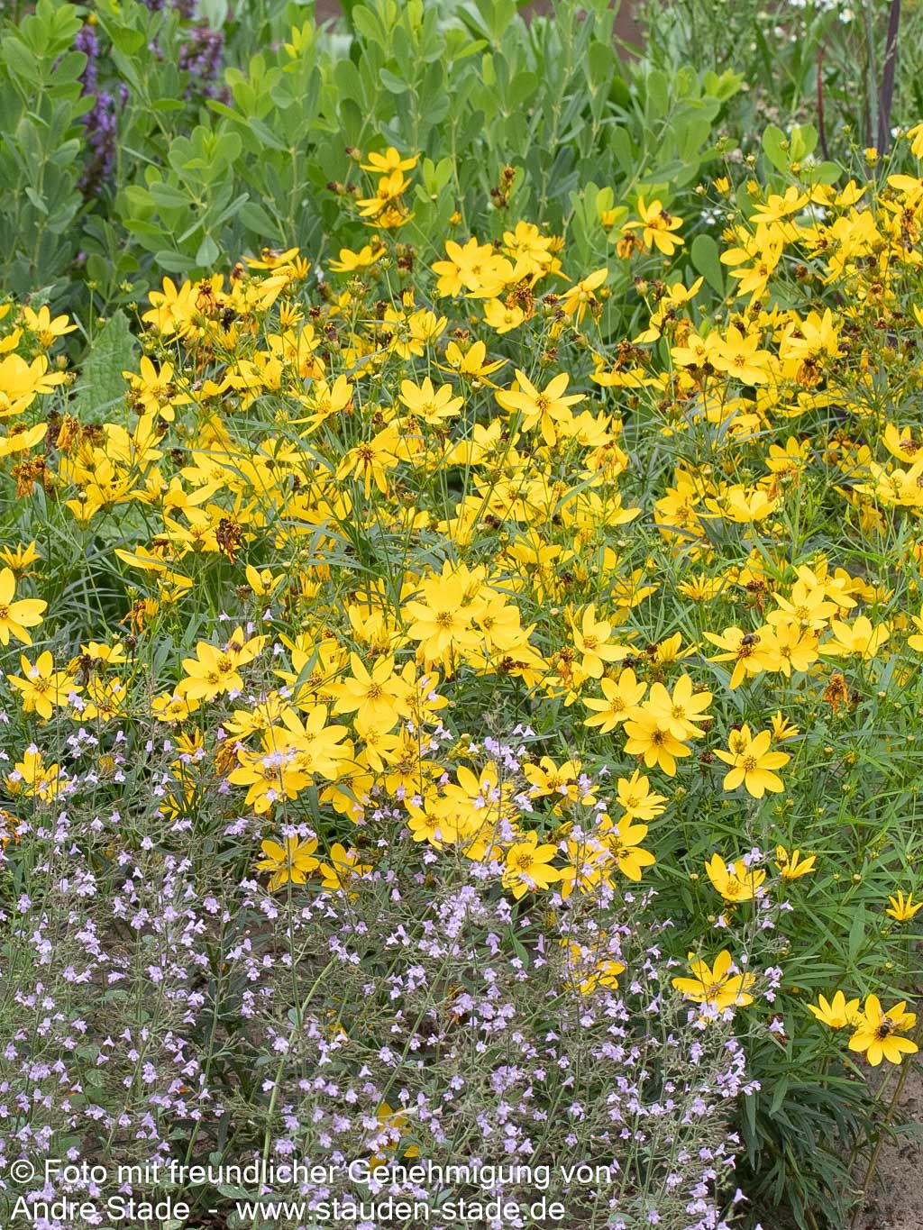 Mädchenauge 'El Dorado' (Coreopsis verticillata)