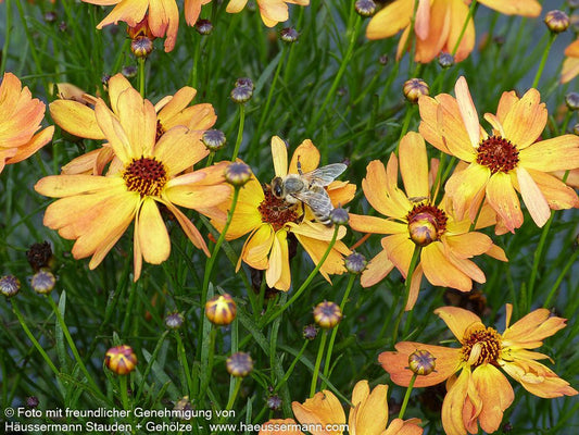 Mädchenauge 'Mango Punch' (Coreopsis rosea)