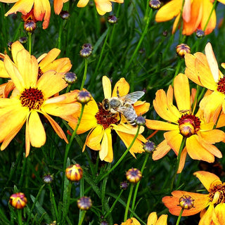Mädchenauge 'Mango Punch' (Coreopsis rosea)