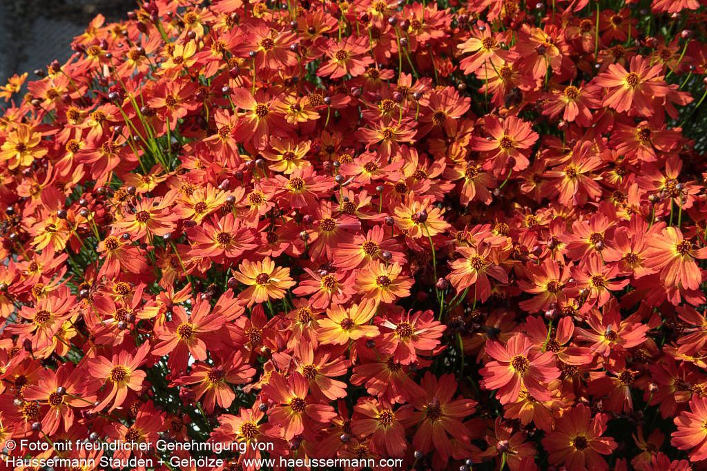 Mädchenauge 'Mango Punch' (Coreopsis rosea)