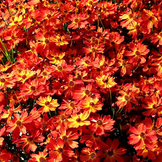 Mädchenauge 'Mango Punch' (Coreopsis rosea)
