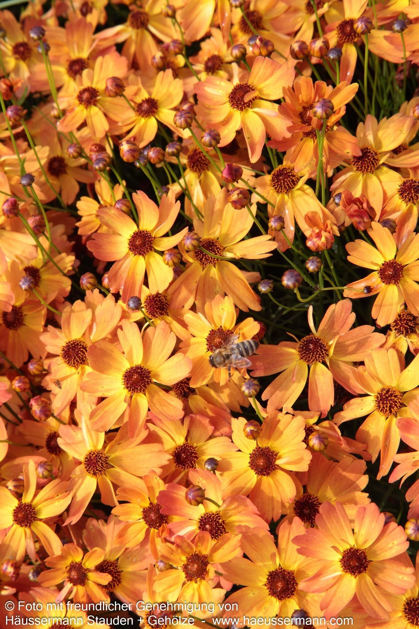 Mädchenauge 'Mango Punch' (Coreopsis rosea)