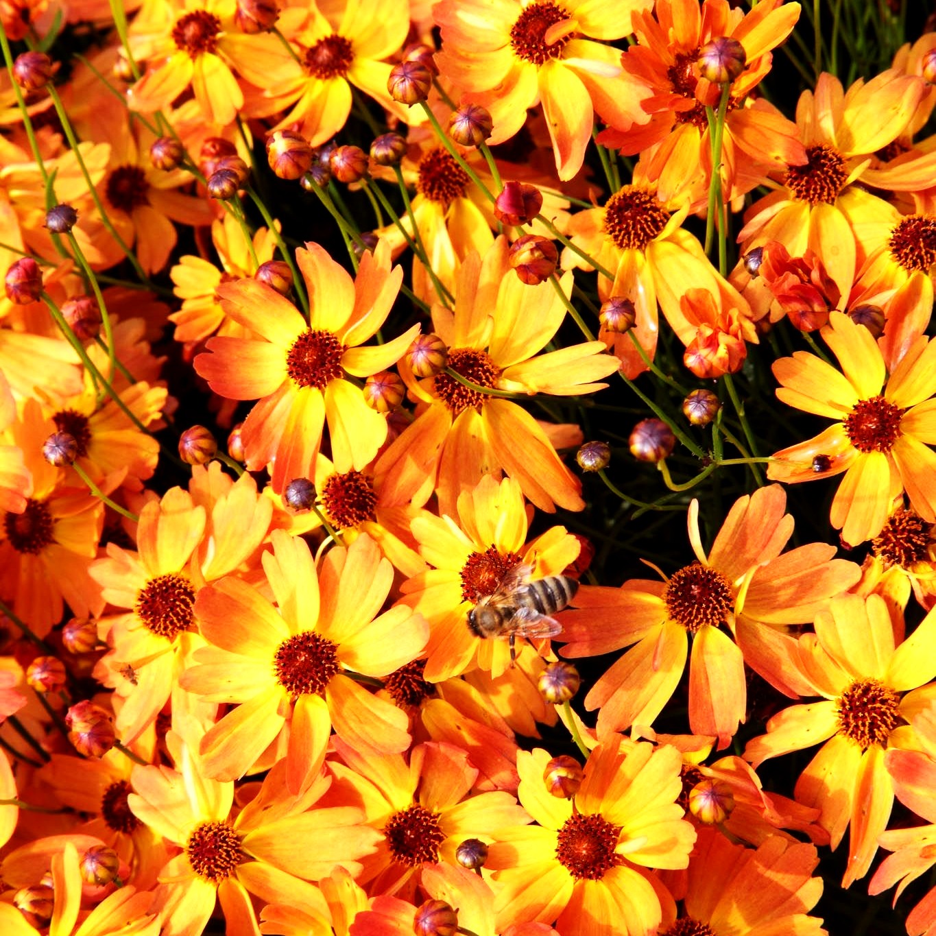Mädchenauge 'Mango Punch' (Coreopsis rosea)