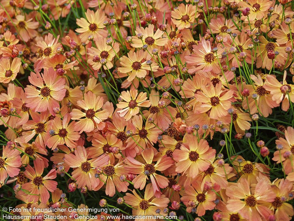 Mädchenauge 'Mango Punch' (Coreopsis rosea)