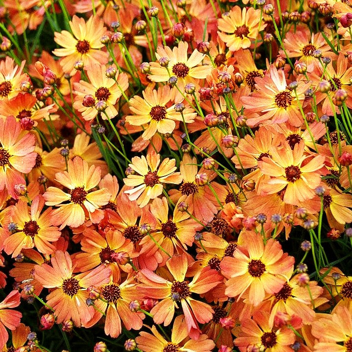 Mädchenauge 'Mango Punch' (Coreopsis rosea)