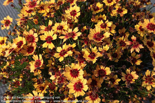 Mädchenauge 'Pineapple Pie' (Coreopsis rosea)