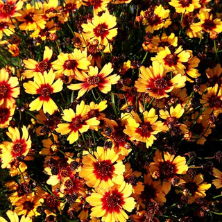 Mädchenauge 'Pineapple Pie' (Coreopsis rosea)
