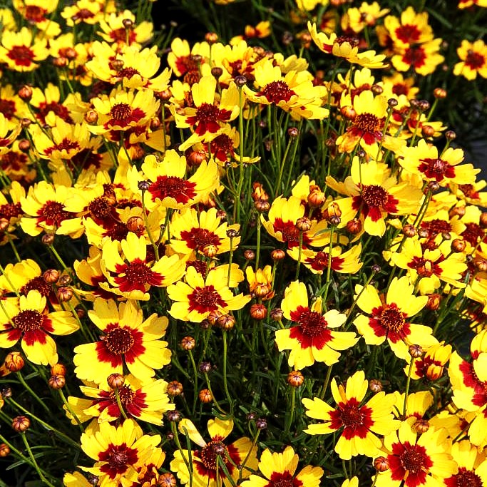 Mädchenauge 'Pineapple Pie' (Coreopsis rosea)