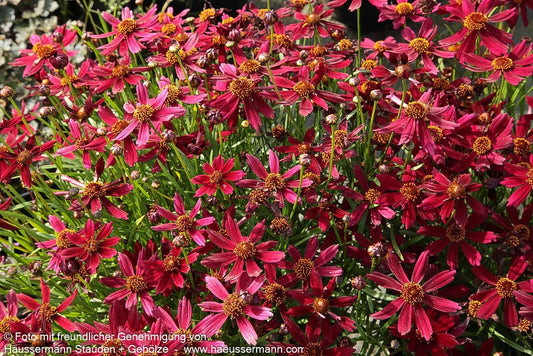 Mädchenauge 'Sangria' (Coreopsis rosea)