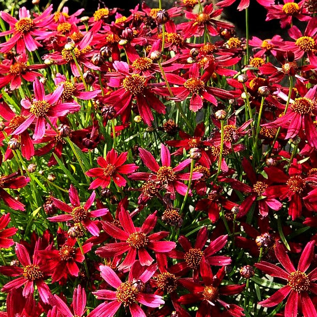 Mädchenauge 'Sangria' (Coreopsis rosea)