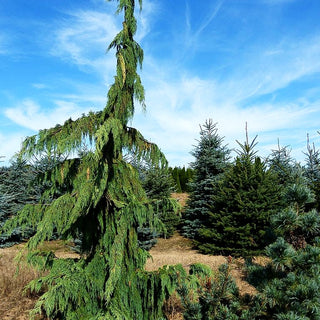 Mähnen-Nutka-Scheinzypresse 'Pendula' (Chamaecyparis nootk.)