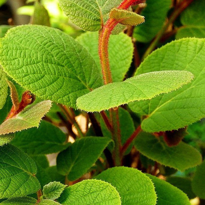 Männliche Kiwi 'Male' (Actinidia chinensis)