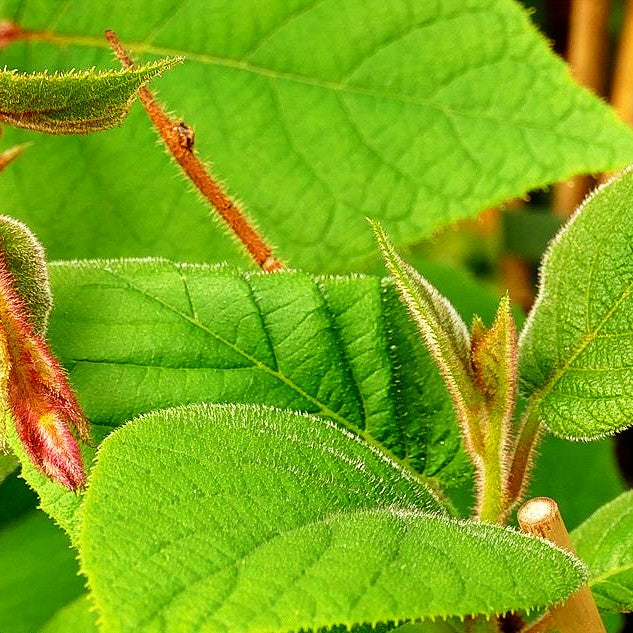 Männliche Kiwi 'Male' (Actinidia chinensis)