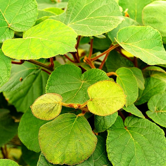 Männliche Kiwi 'Tomuri' (Actinidia chinensis)