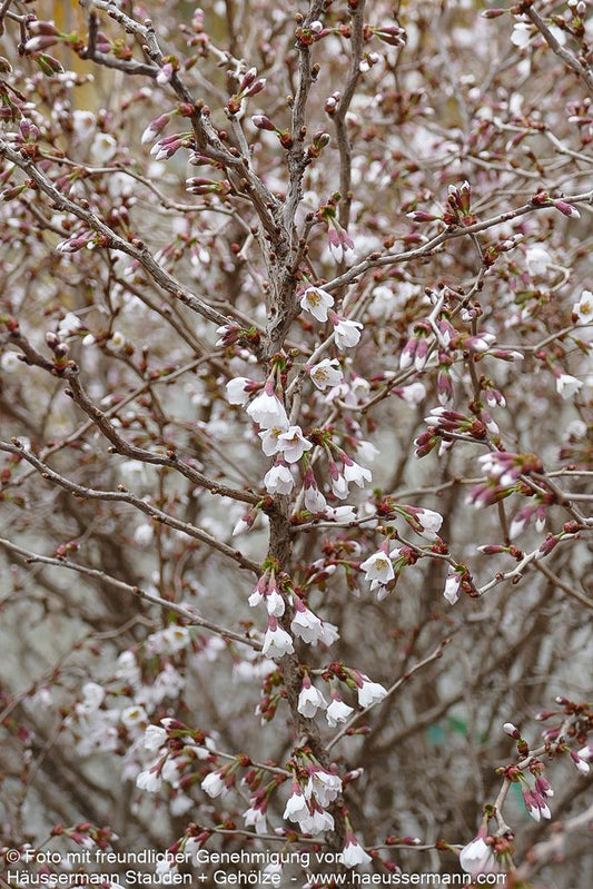 März-Kirsche 'Kojou-no-mai' (Prunus incisa)