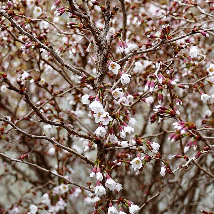 März-Kirsche 'Kojou-no-mai' (Prunus incisa)