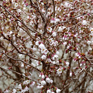 März-Kirsche 'Kojou-no-mai' (Prunus incisa)