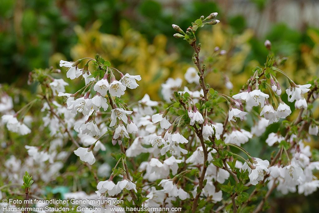 März-Kirsche 'Kojou-no-mai' (Prunus incisa)