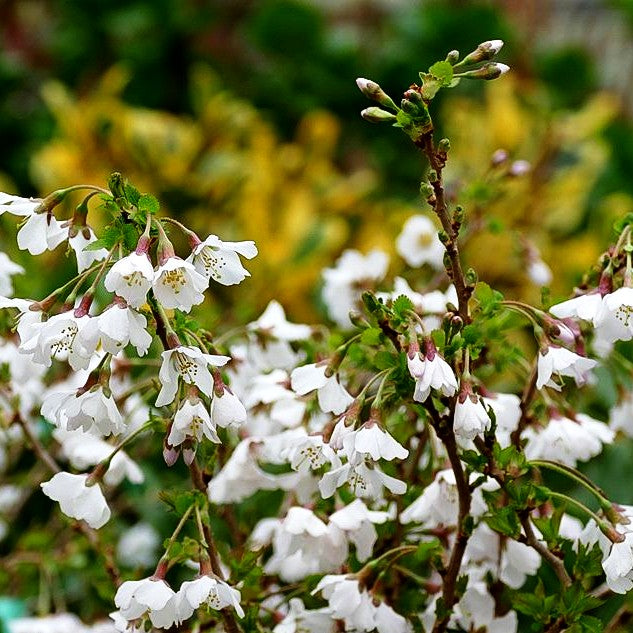 März-Kirsche 'Kojou-no-mai' (Prunus incisa)
