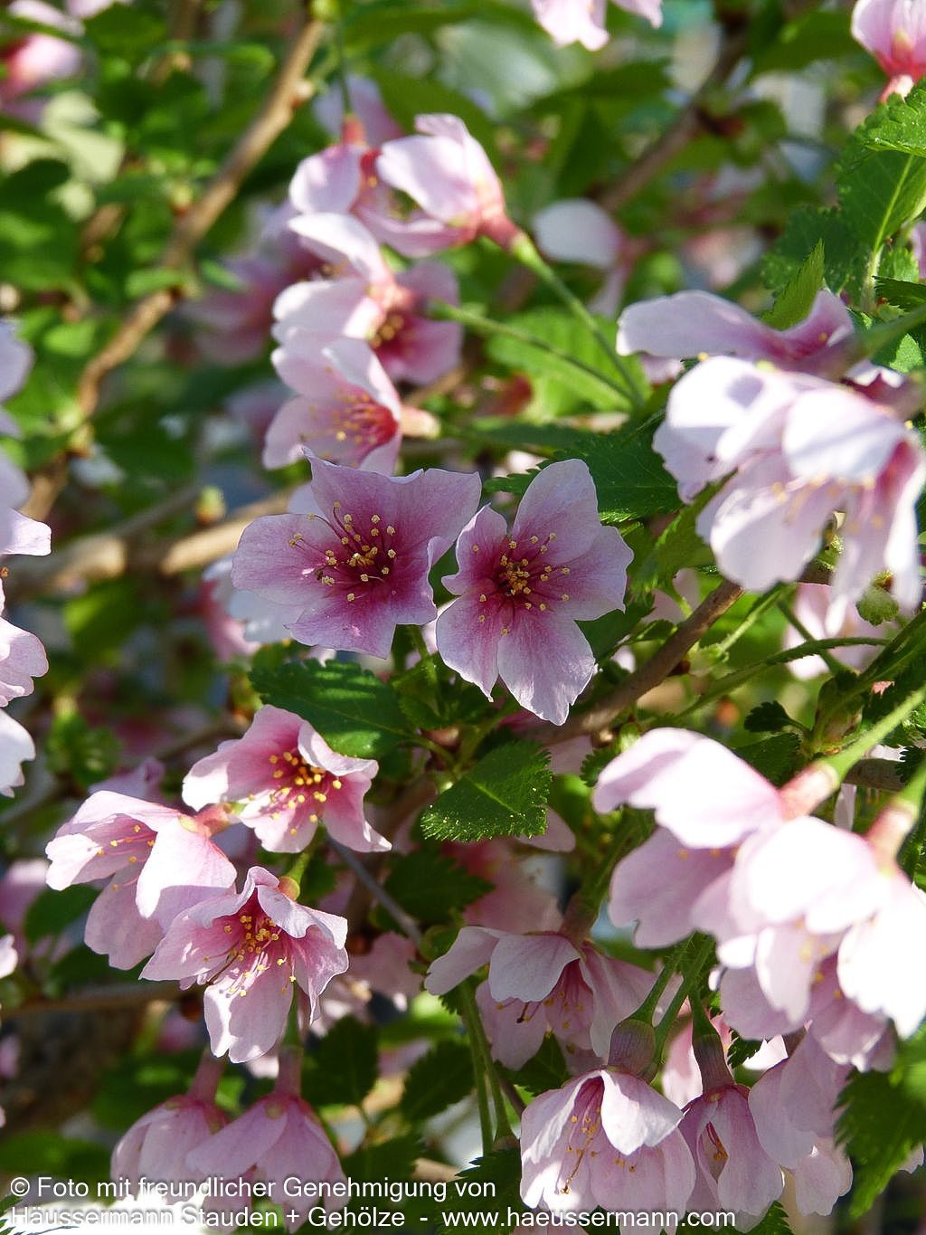 März-Kirsche 'Kojou-no-mai' (Prunus incisa)