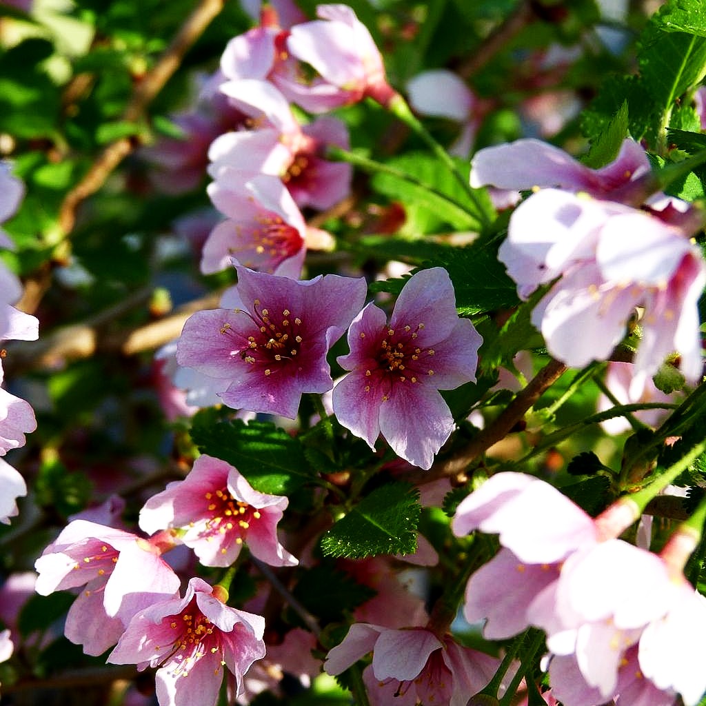 März-Kirsche 'Kojou-no-mai' (Prunus incisa)