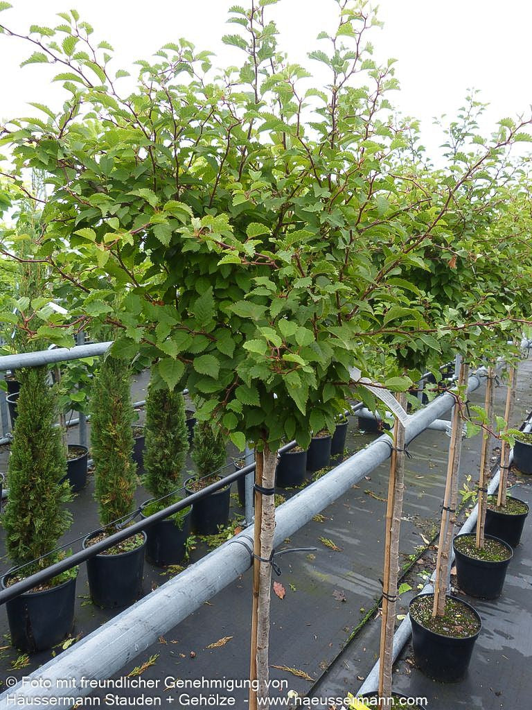März-Kirsche 'Kojou-no-mai' (Prunus incisa)