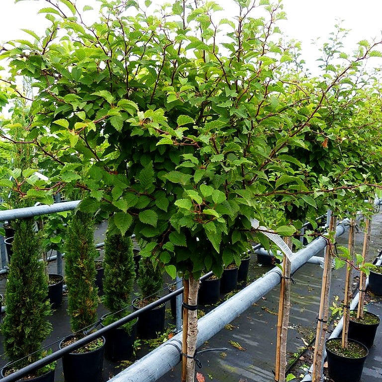 März-Kirsche 'Kojou-no-mai' (Prunus incisa)