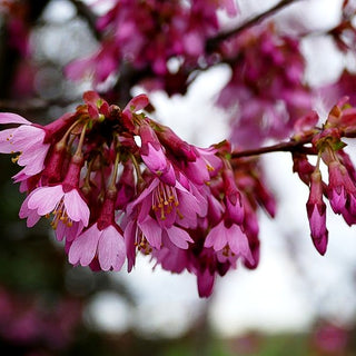 März-Kirsche 'Okame' (Prunus incisa)