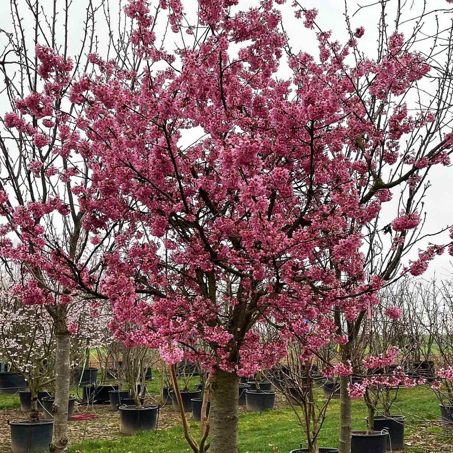 März-Kirsche 'Okame' (Prunus incisa)