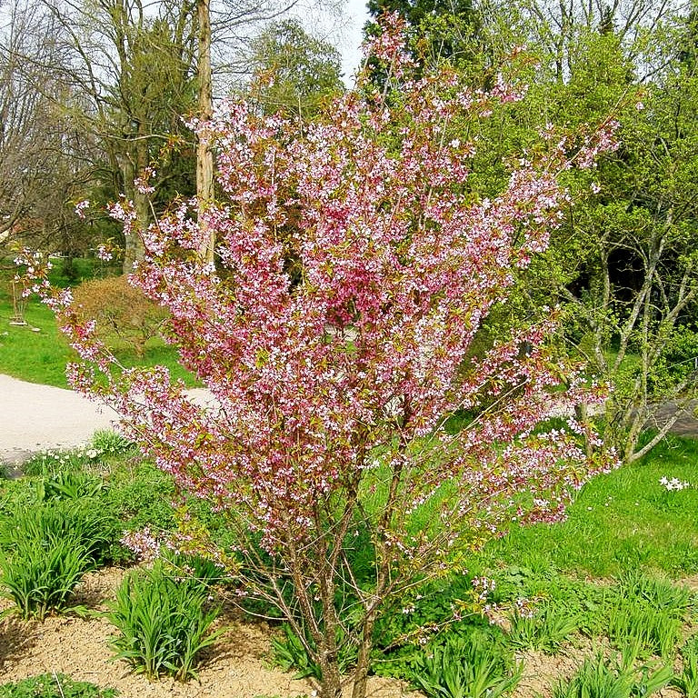 März-Kirsche 'Okame' (Prunus incisa)