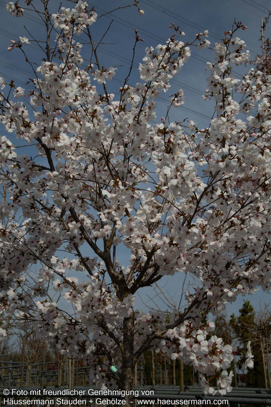 März-Kirsche 'The Bride' (Prunus incisa)
