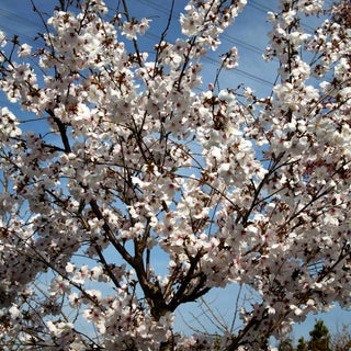 März-Kirsche 'The Bride' (Prunus incisa)