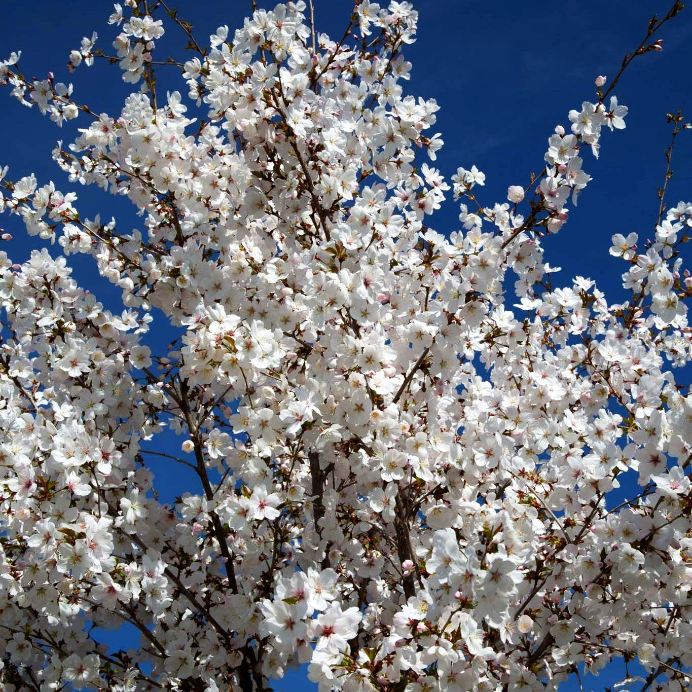März-Kirsche 'The Bride' (Prunus incisa)