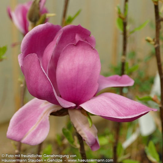 Magnolie 'Aphrodite' (Magnolia x cult.)