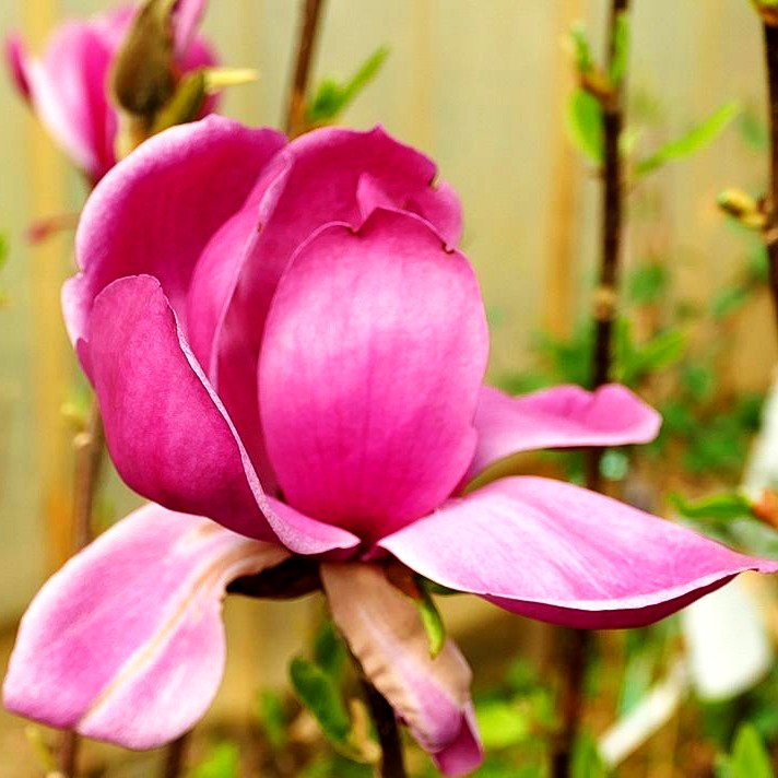 Magnolie 'Aphrodite' (Magnolia x cult.)