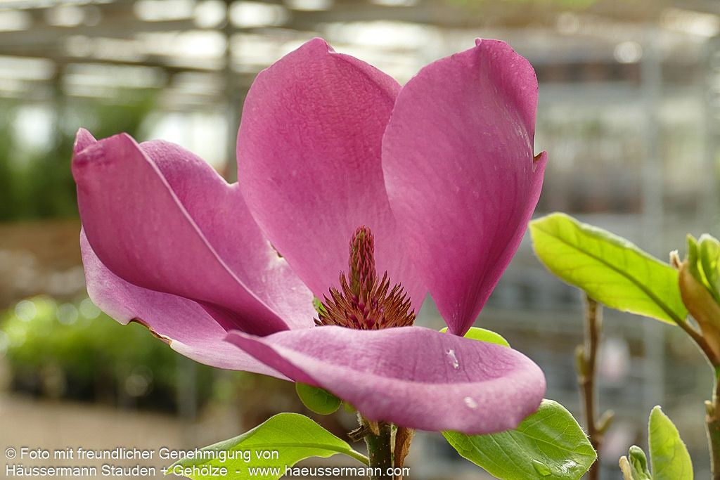 Magnolie 'Aphrodite' (Magnolia x cult.)