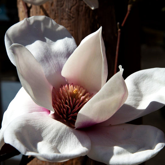 Magnolie 'Athene' (Magnolia x cult.)