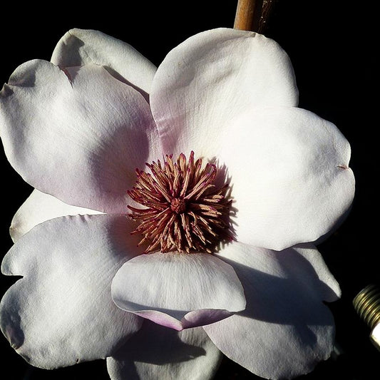 Magnolie 'Atlas' (Magnolia x cult.)