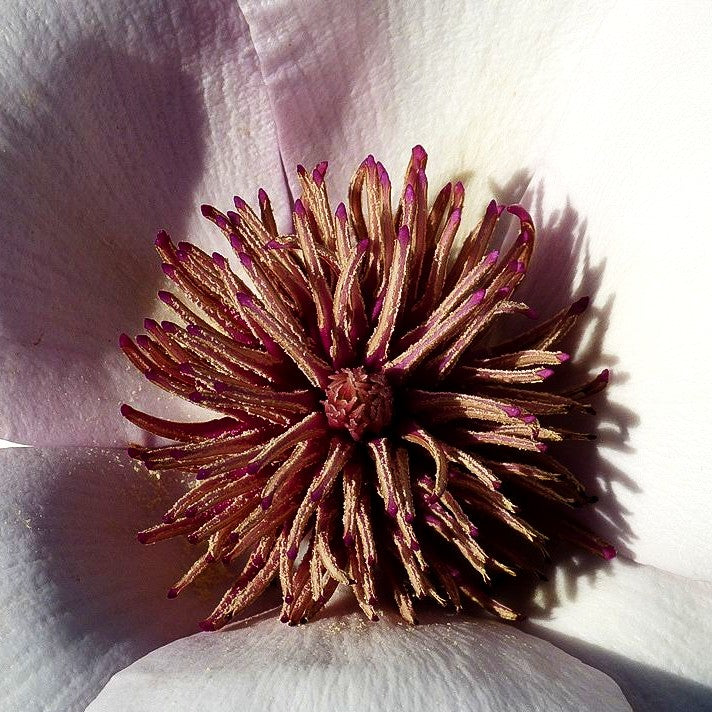 Magnolie 'Atlas' (Magnolia x cult.)