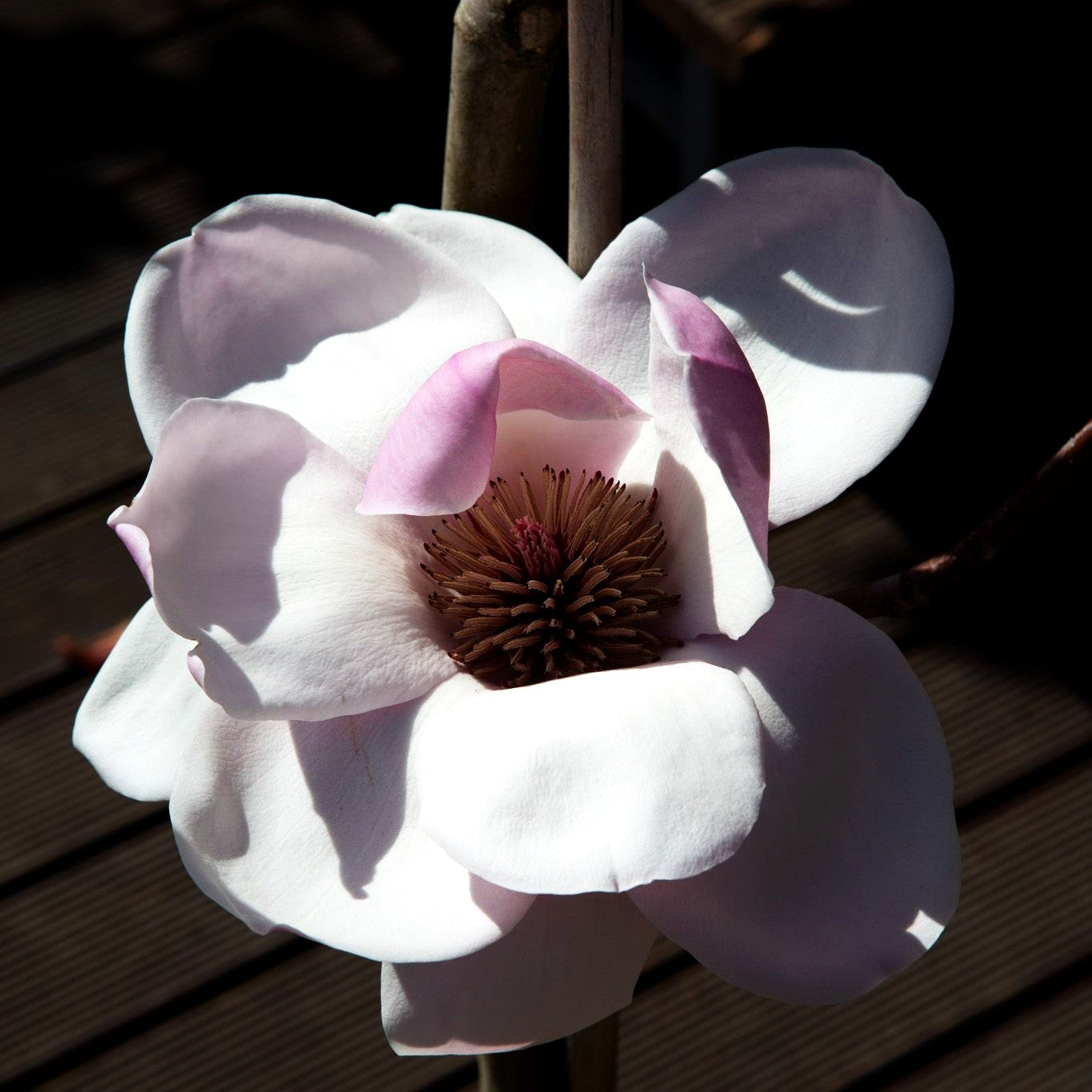 Magnolie 'Atlas' (Magnolia x cult.)