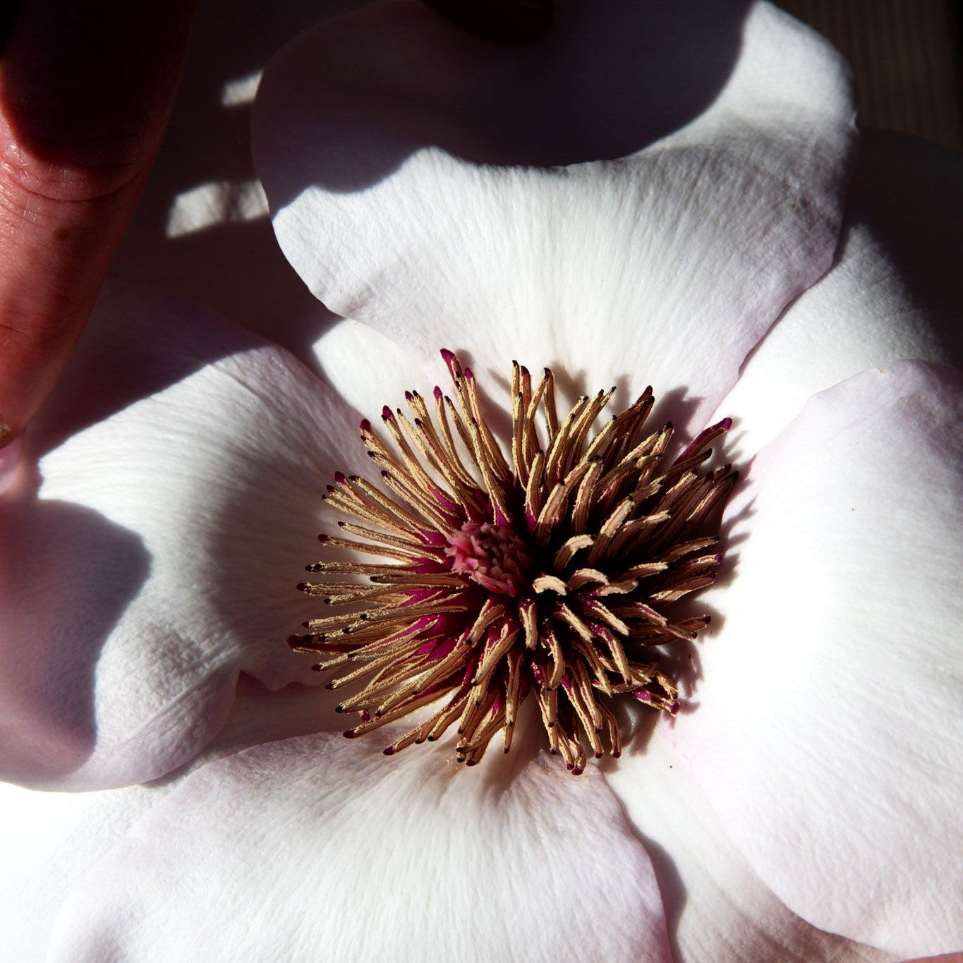 Magnolie 'Atlas' (Magnolia x cult.)
