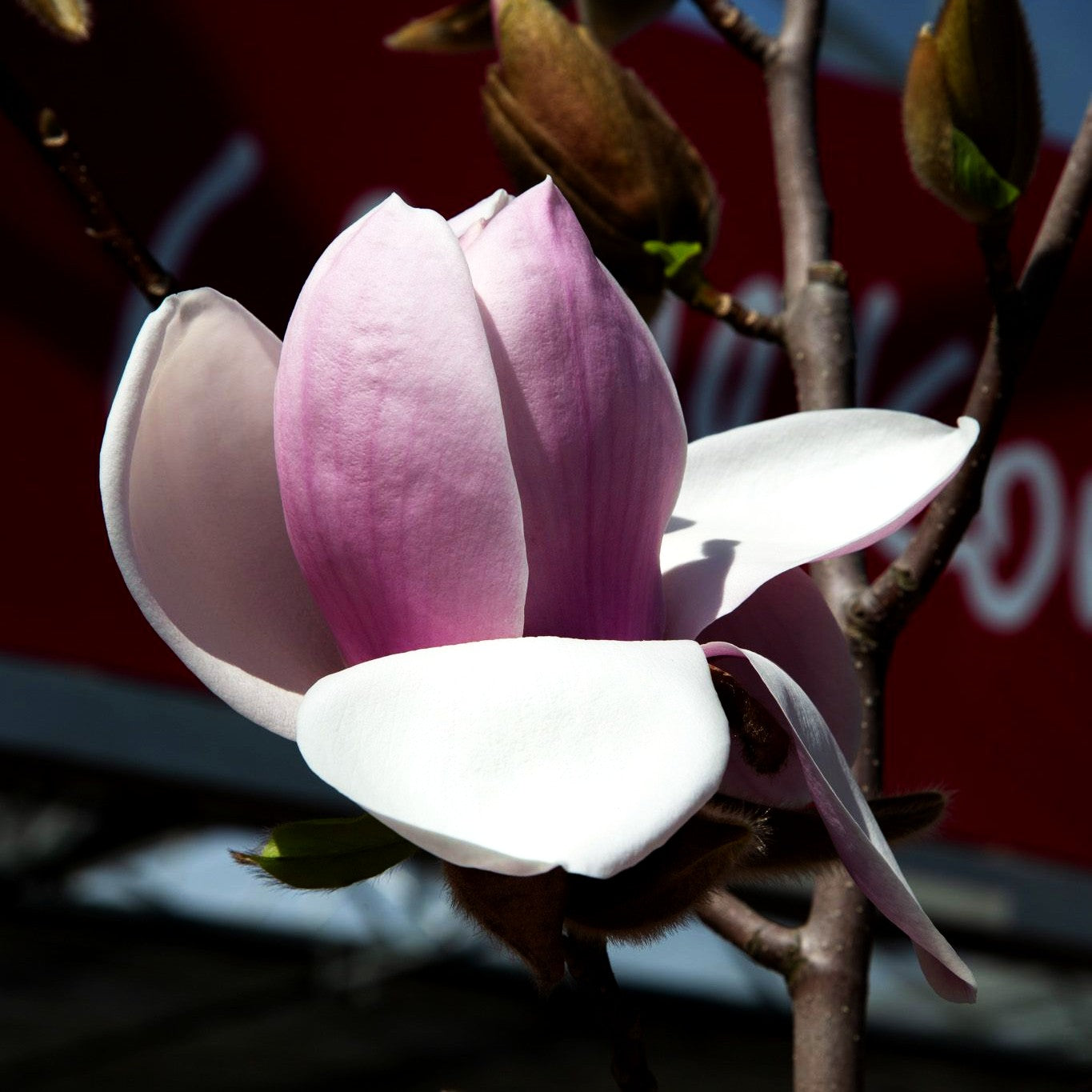 Magnolie 'Atlas' (Magnolia x cult.)