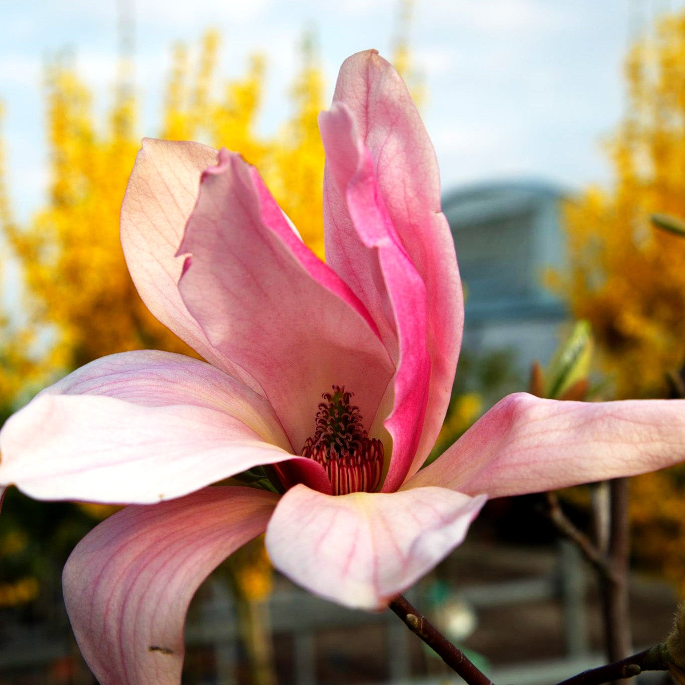 Magnolie 'Barbara Nell' (Magnolia x cult.)