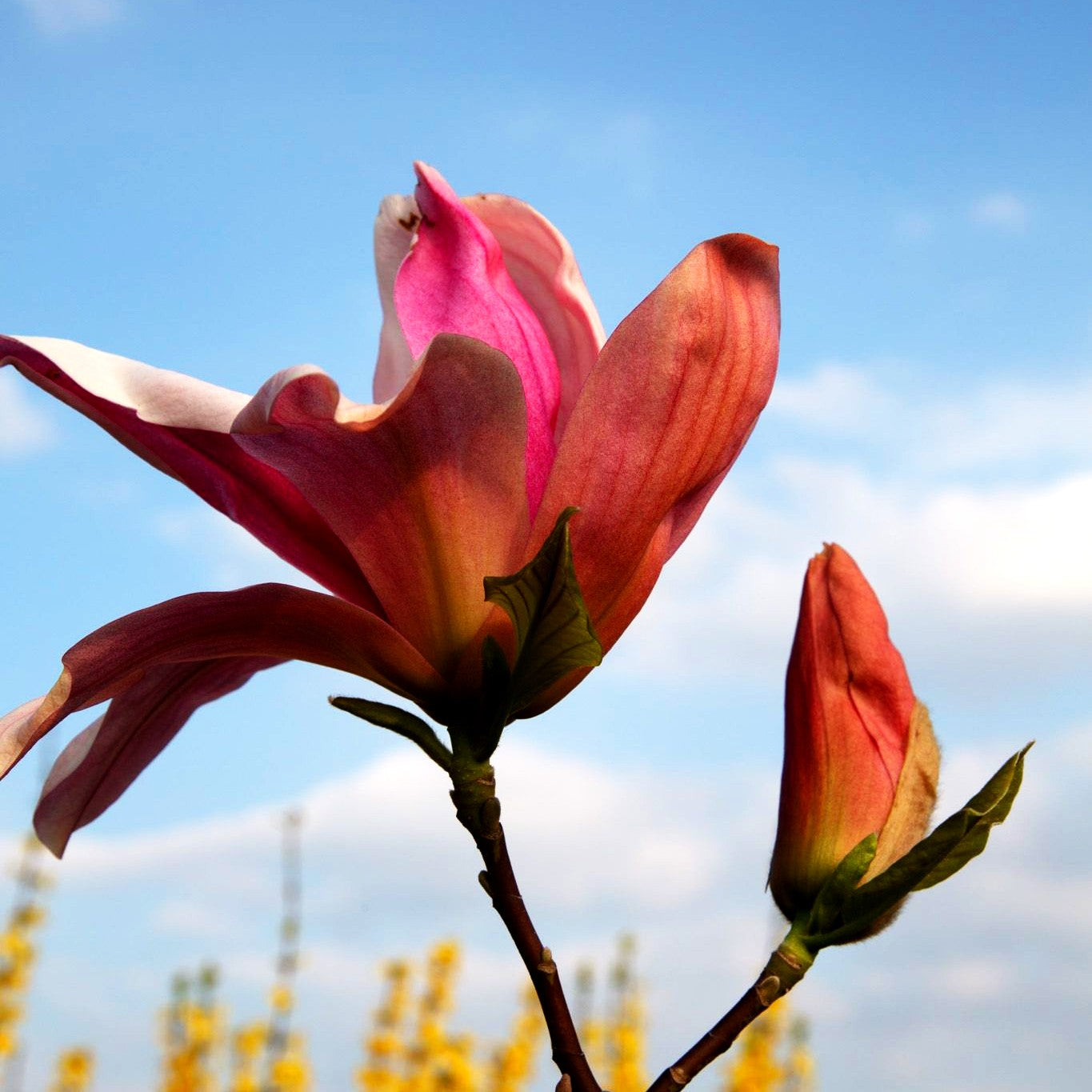 Magnolie 'Barbara Nell' (Magnolia x cult.)