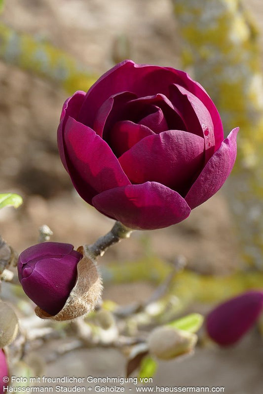 Magnolie 'Black Tulip' (Magnolia x cult.)