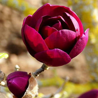 Magnolie 'Black Tulip' (Magnolia x cult.)